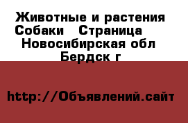 Животные и растения Собаки - Страница 10 . Новосибирская обл.,Бердск г.